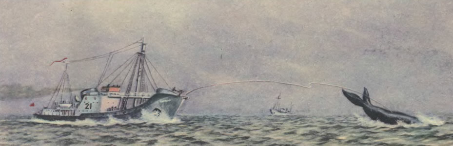 Рисунок китобойца типа «Комсомолец»